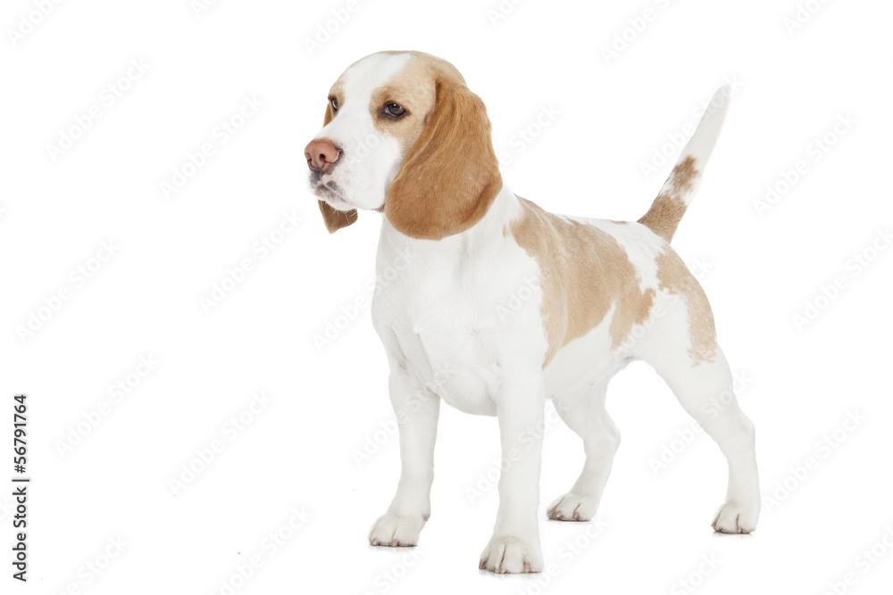 Beagle dog on a white background