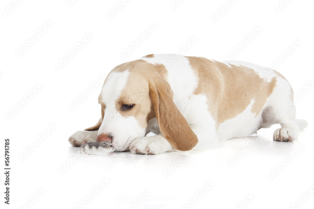 beagle and dzhungar hamster isolated