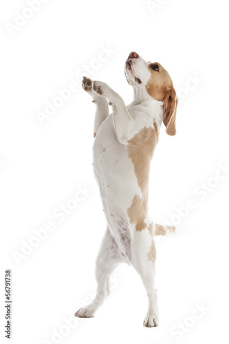 dancing dog beagle