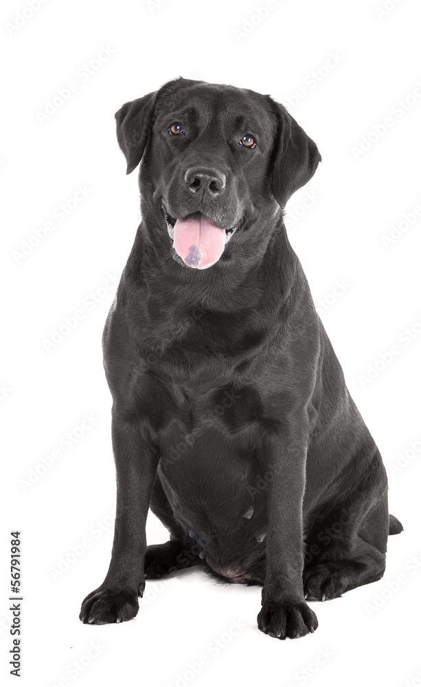 Labrador retriever