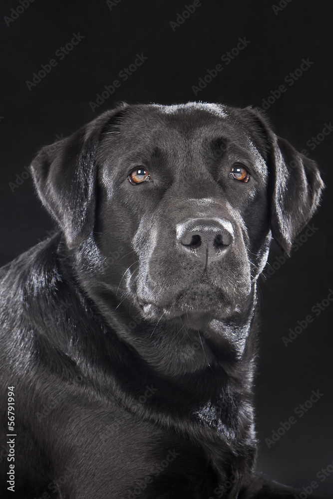 Labrador retriever on a black background Labrador retriever on a black background