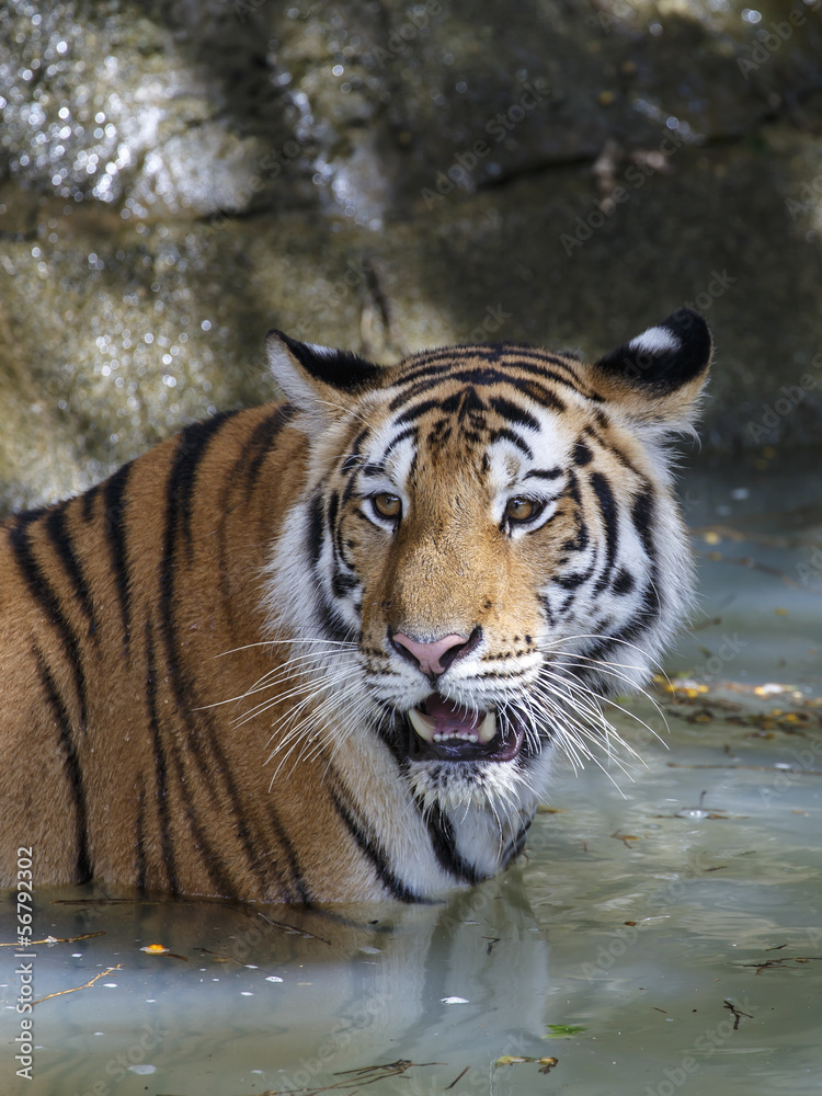 Obraz premium close up tiger
