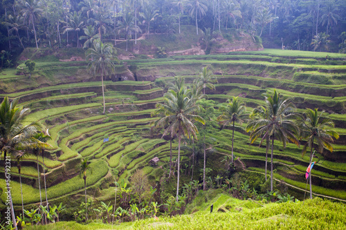 green rice fields terrace, Indonesia, Bali