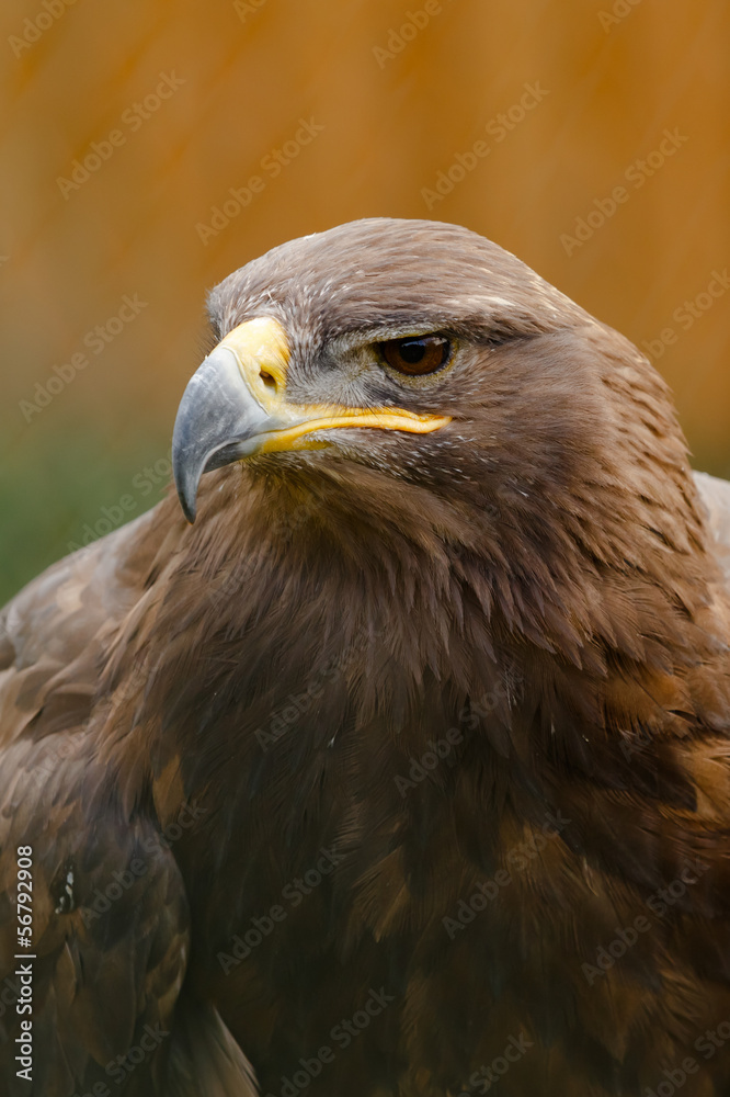 Steinadler Steinadler
