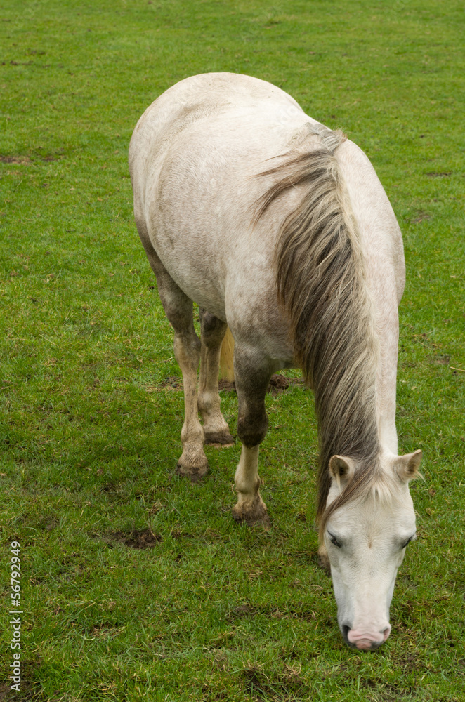 Fototapeta premium horse grazing