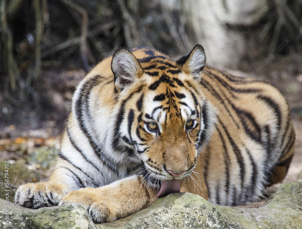 close up tiger close up tiger