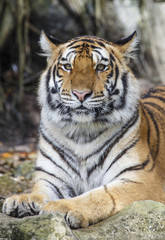 Tableau sur verre  close up tiger  © rtrujira