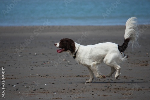 working type english springer spaniel gundog running on a beach