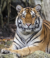Tableau sur verre  close up tiger  © rtrujira