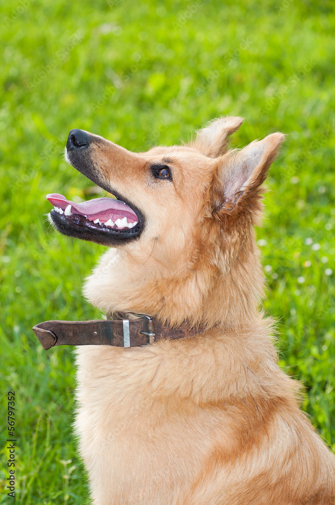 Basque shepherd dog portrait