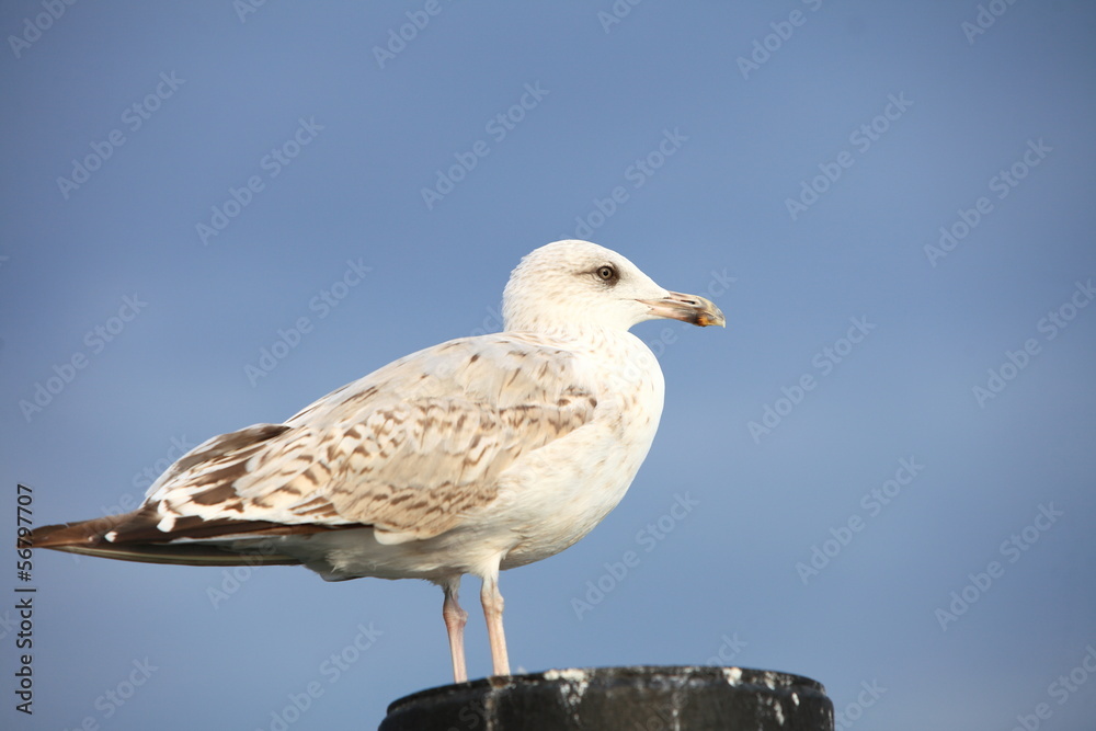 Obraz premium seagul seaside bird sitting on tube at the sea