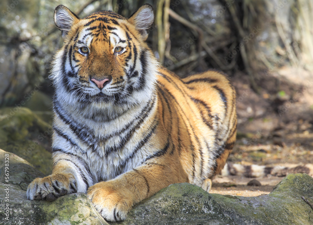 Fototapeta premium Closeup of a tiger