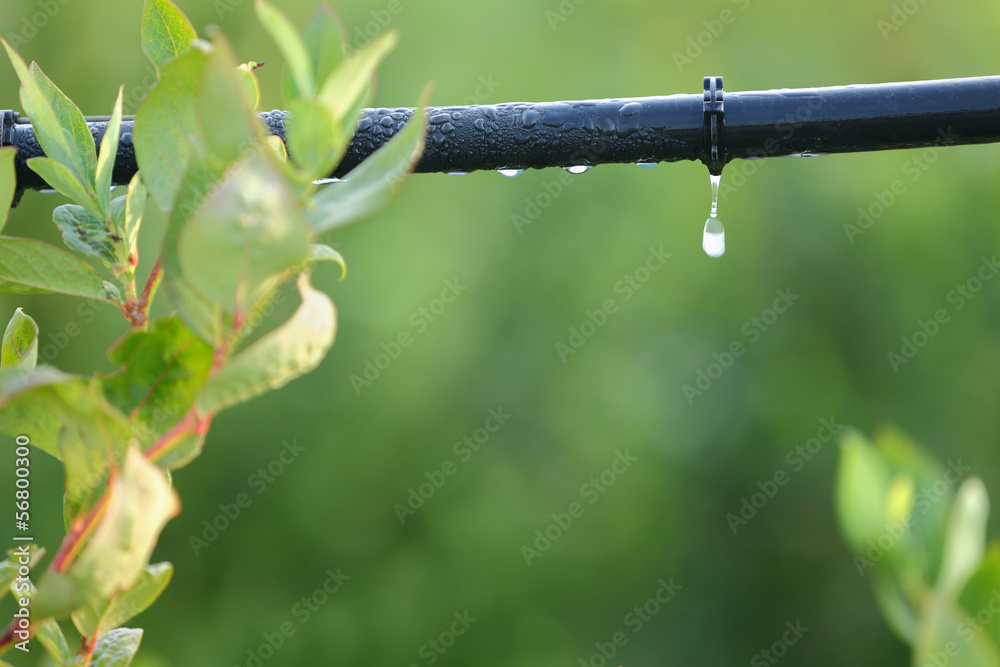 Drip Irrigation System Close Up - obrazy, fototapety, plakaty 