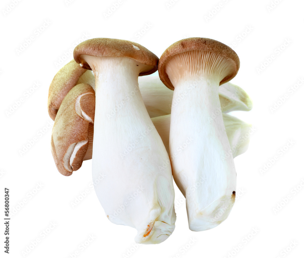mushrooms on white mbackground mushrooms on white mbackground