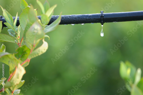 Drip Irrigation System Close Up