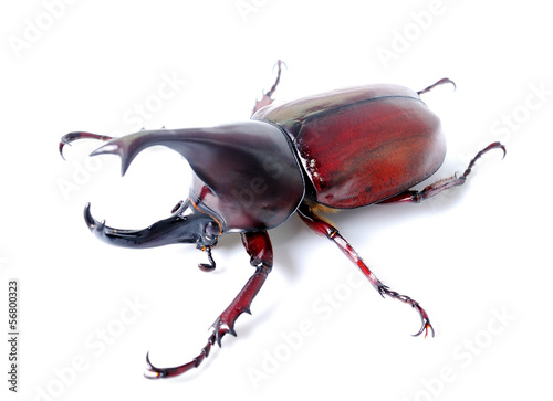 Beetle wing is also known as hard or that Xylotrupes gideon photo
