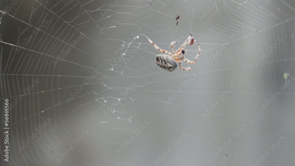 Spider and prey