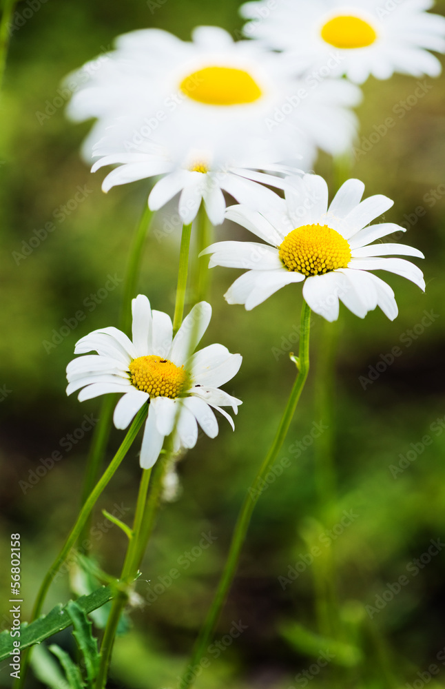 Wild chamomile on a meadow. Wild chamomile on a meadow.