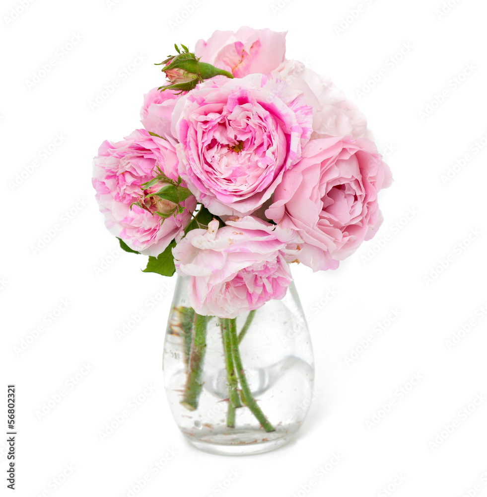 bunch of pink striped roses isolated on white