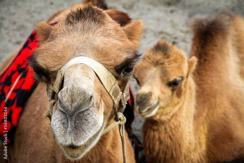 Close shot on camel and her calf, India