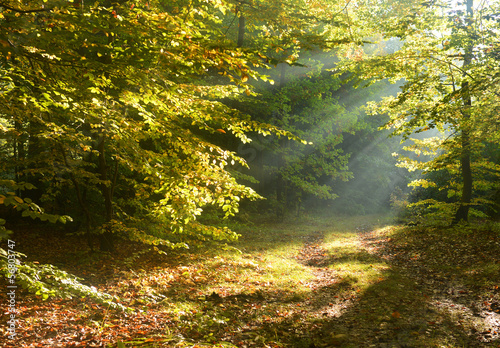 Fototapeta Naklejka Na Ścianę i Meble -  Autumn forest