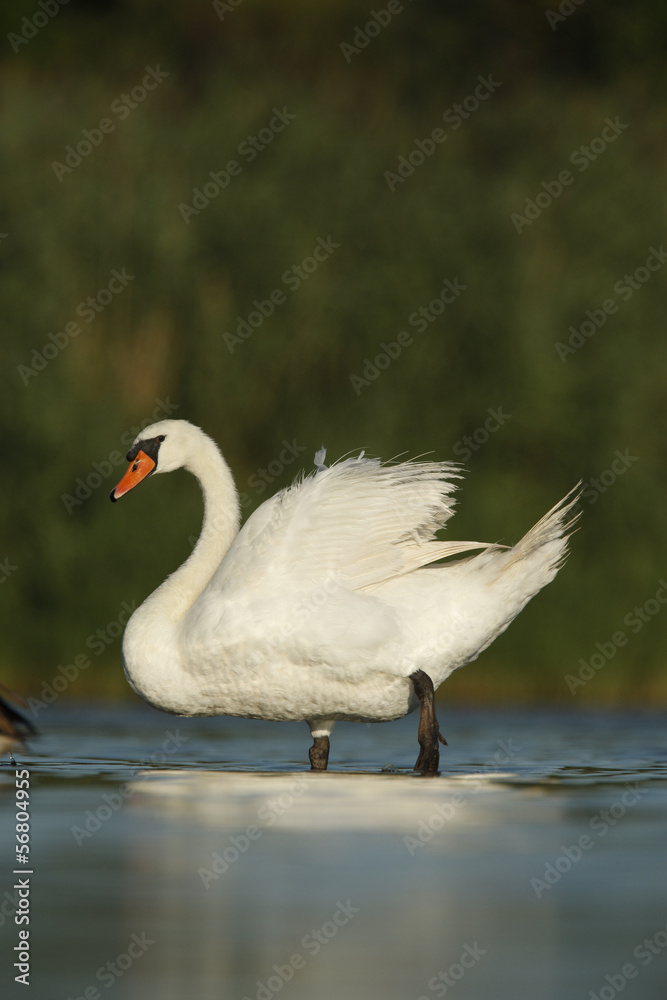 Fototapeta premium Mute swan, Cygnus olor