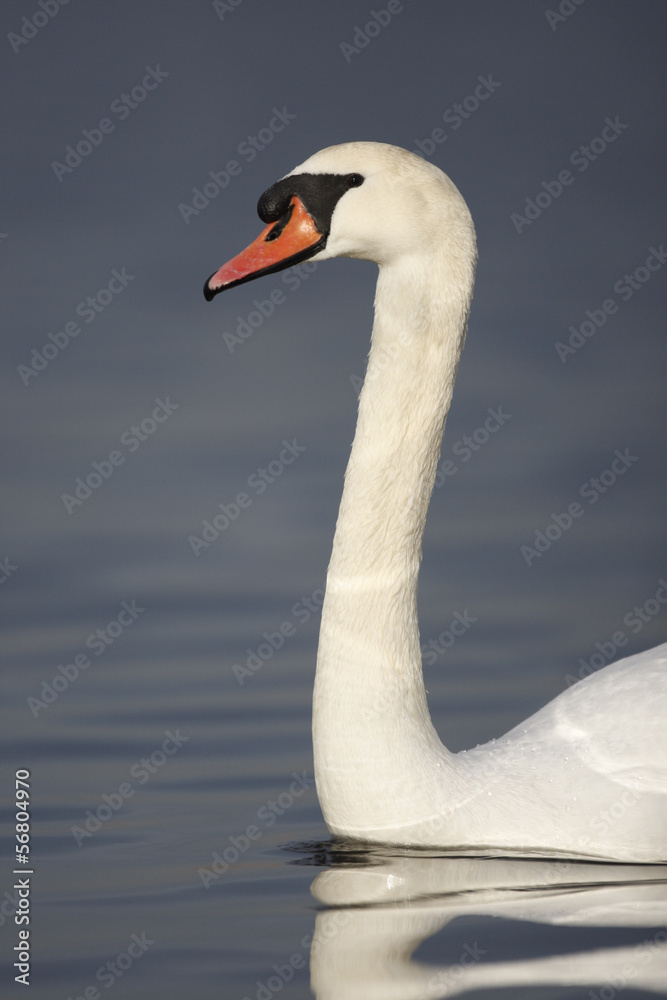 Fototapeta premium Mute swan, Cygnus olor