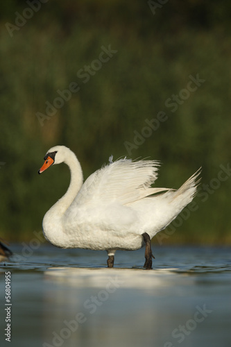 Mute swan, Cygnus olor