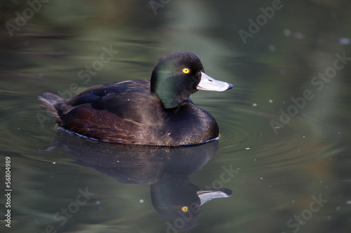 New Zealand scaup, Aythya novaeseelandiae photo