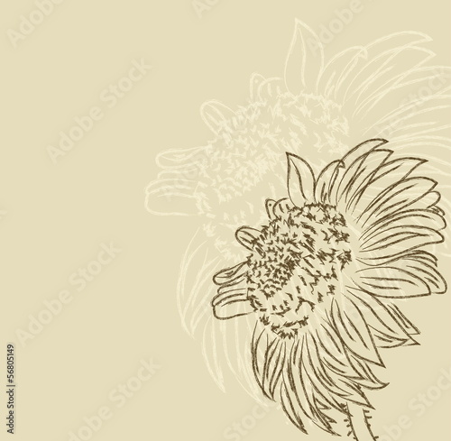 hand drawing sunflower vetor