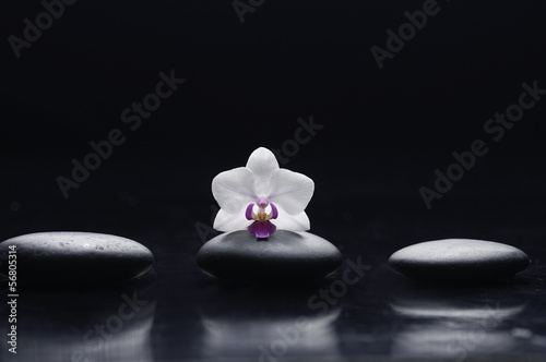 Still life with macro of white orchid and three stones
