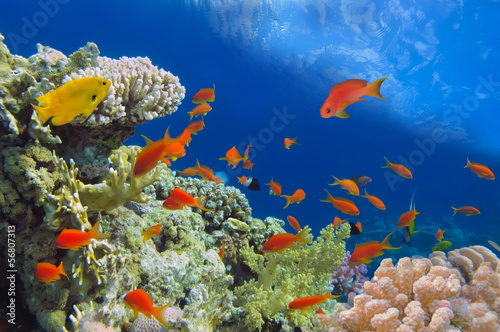 Fototapeta Naklejka Na Ścianę i Meble -  Underwater shoot of vivid coral reef with a fishes, Red Sea, Egy