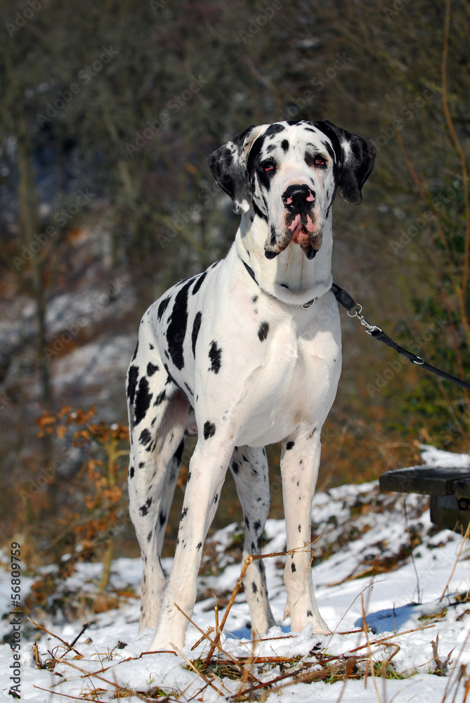 Harlekin great dane standing in the snow Harlekin great dane standing in the snow