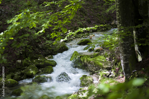 Clear stream flowing trough green forest