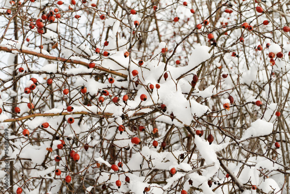 Red rosehip