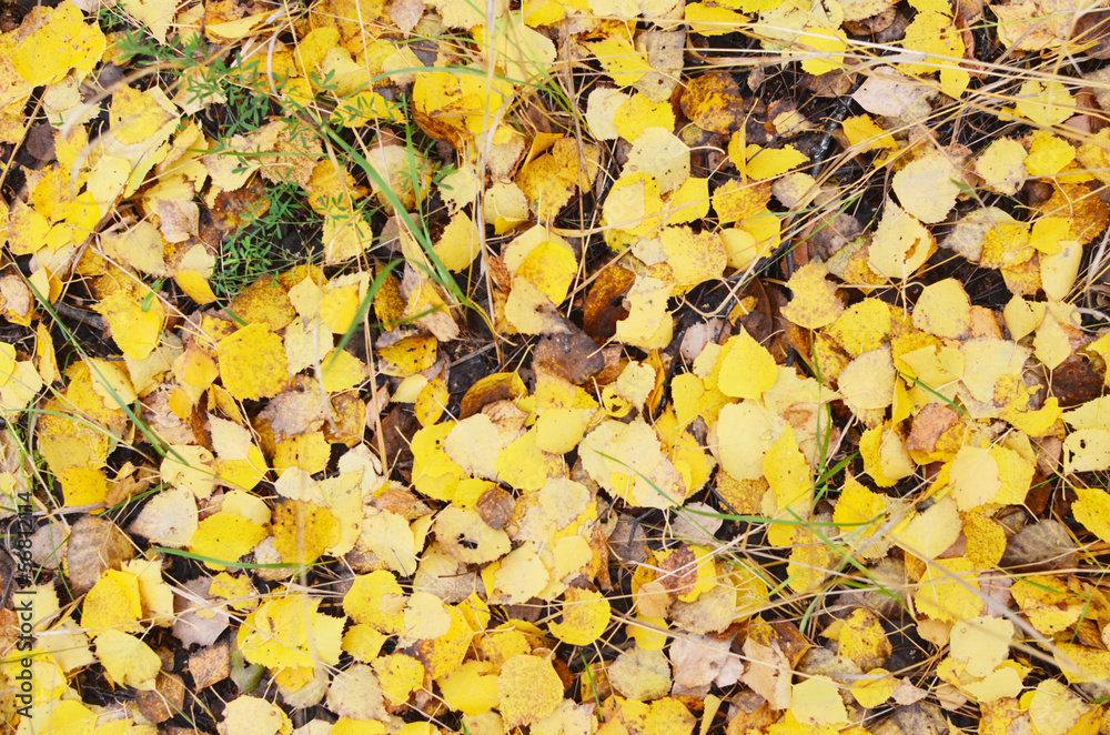 autumn background autumn background
