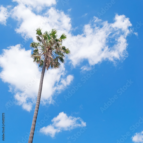 tall palm