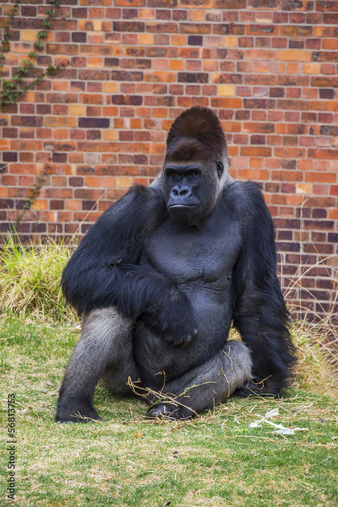A Portrait of Gorilla Sitting on Grass in a Zoo A Portrait of Gorilla Sitting on Grass in a Zoo
