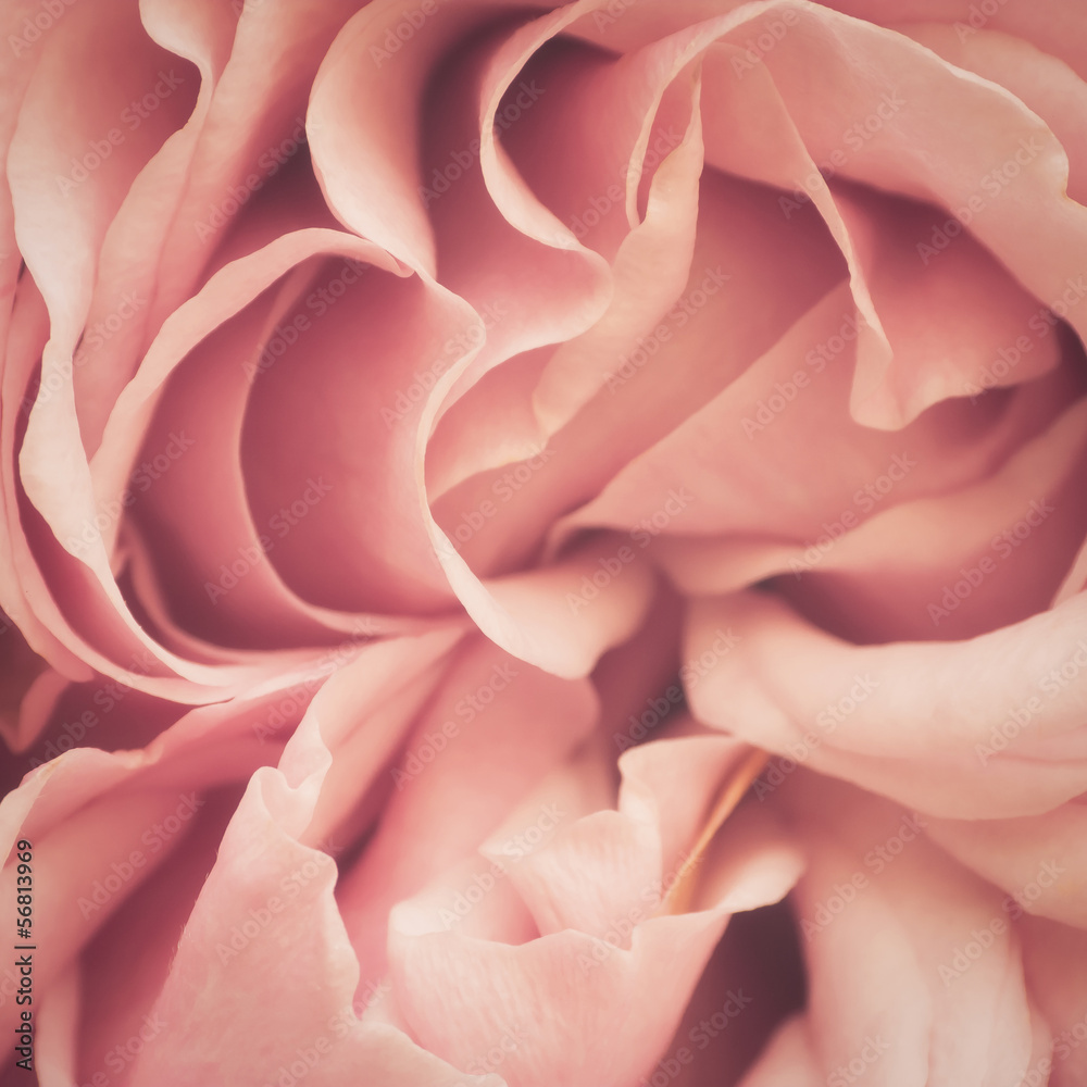 Pink Rose Abstract - obrazy, fototapety, plakaty 
