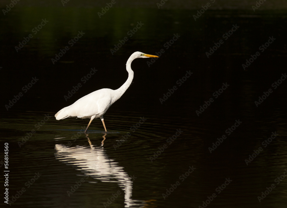 White heron stands in shallow water White heron stands in shallow water