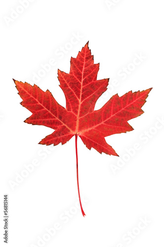 Maple leaf on white