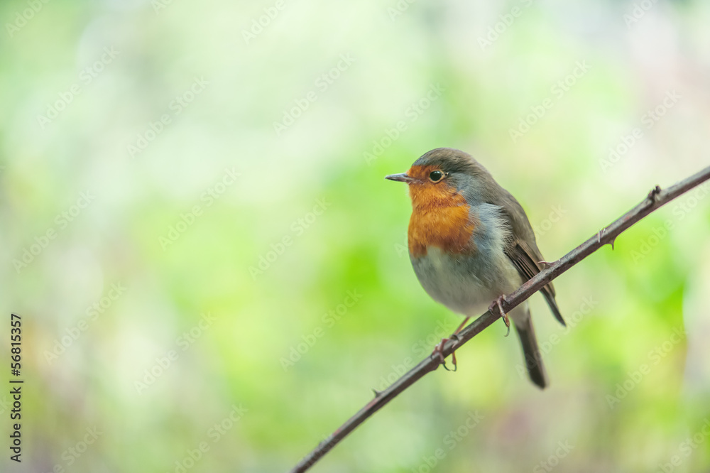 Fototapeta premium parus