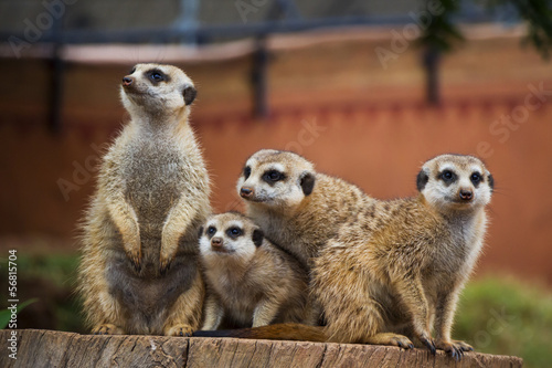A Portrait of a Group of Meerkats