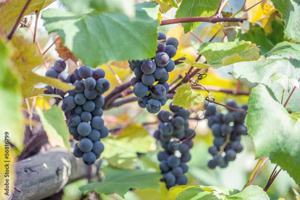 Fototapeta premium grape
