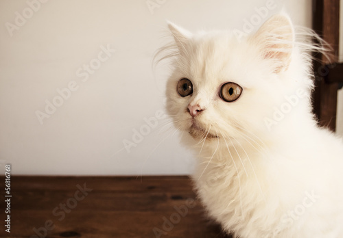 Adorable kitten © fotosmile777
