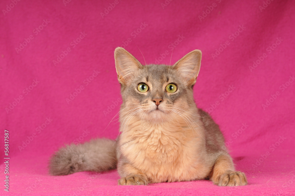 Beautiful somali cat portrait
