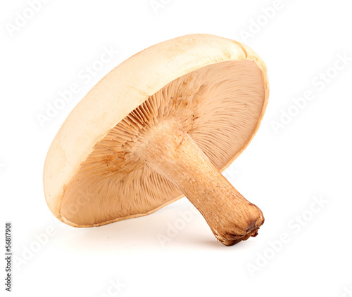 Forest beige mushroom. photo