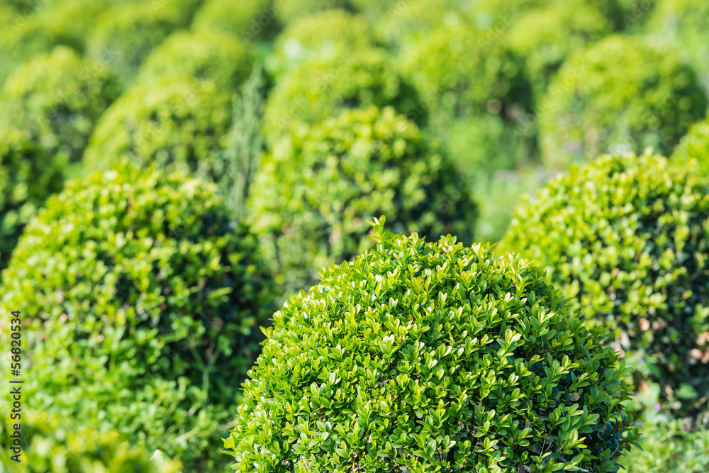 Spherical boxwood bushes close