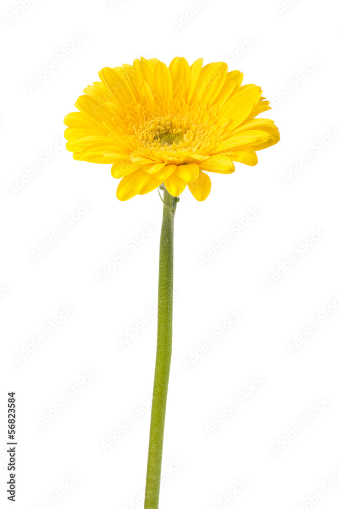 Naklejka premium Beautiful daisy gerbera