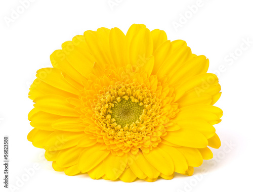 Beautiful daisy gerbera flower